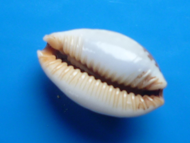 Staphylaea semiplota - (Mighels, 1845) Cyp_se13