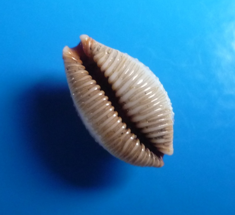 Staphylaea staphylaea staphylaea - (Linnaeus, 1758) Cyp_st34