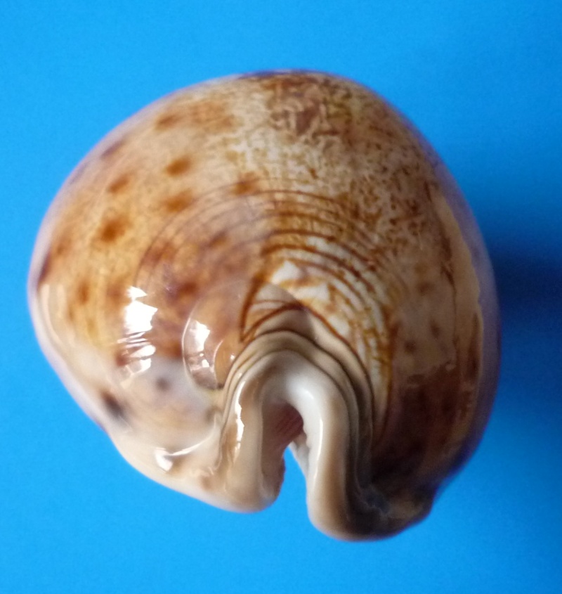 Leporicypraea valentia - (Perry, 1811) Cyp_va13