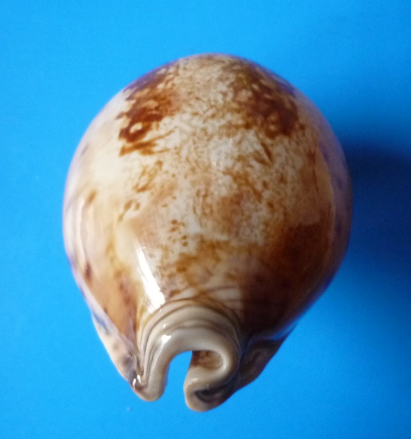 Leporicypraea valentia - (Perry, 1811) Cyp_va14
