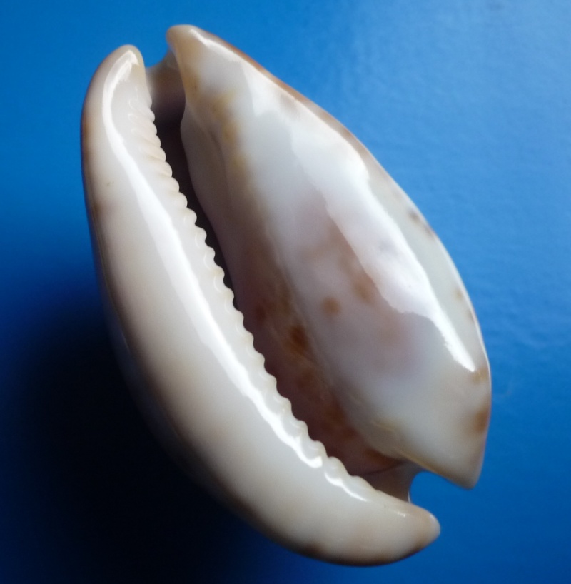 Zoila venusta episema - Iredale, 1939 Cyp_ve17