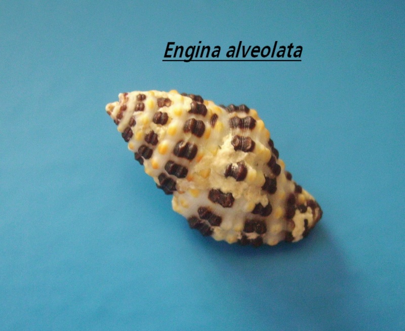 Engina alveolata (Kiener, 1836) Engina10