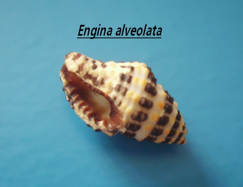 Engina alveolata (Kiener, 1836) Engina11