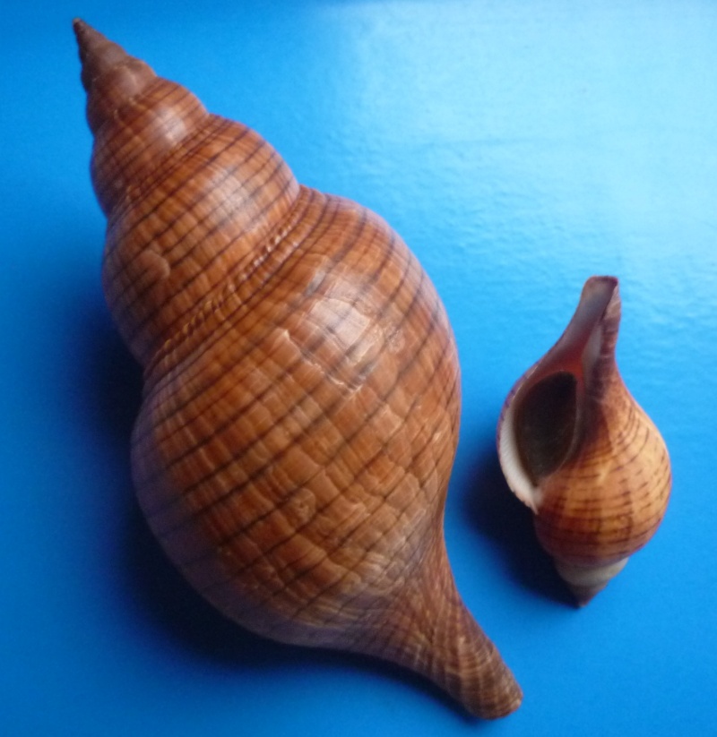 Fasciolaria tulipa (Linnaeus, 1758) Fascio10