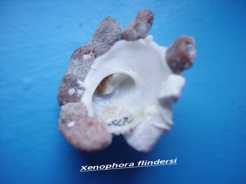Xenophora flindersi (Cotton & Godfrey, 1938) Flinde11