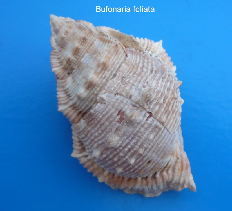 Bufonaria foliata (Broderip, 1826) Foliat12