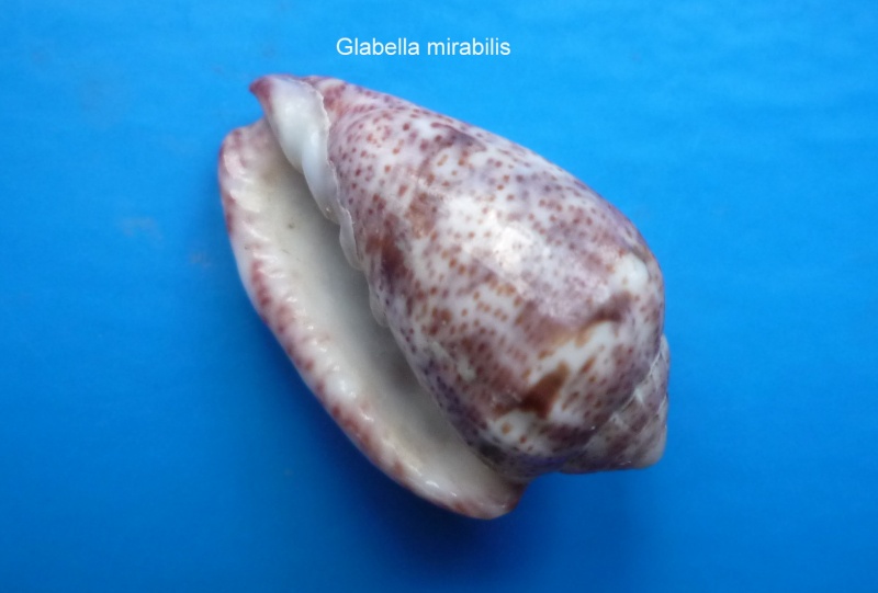 Glabella mirabilis (H. Adams, 1869) Glabel10