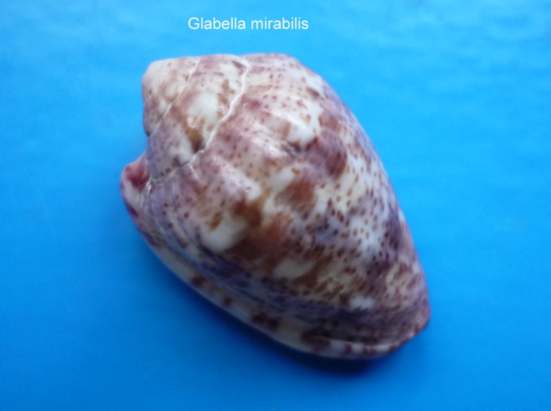 Glabella mirabilis (H. Adams, 1869) Glabel12