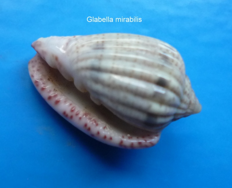 Glabella mirabilis (H. Adams, 1869) Glabel13