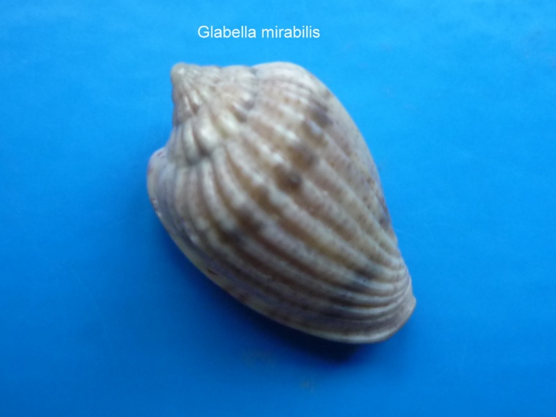 Glabella mirabilis (H. Adams, 1869) Glabel14