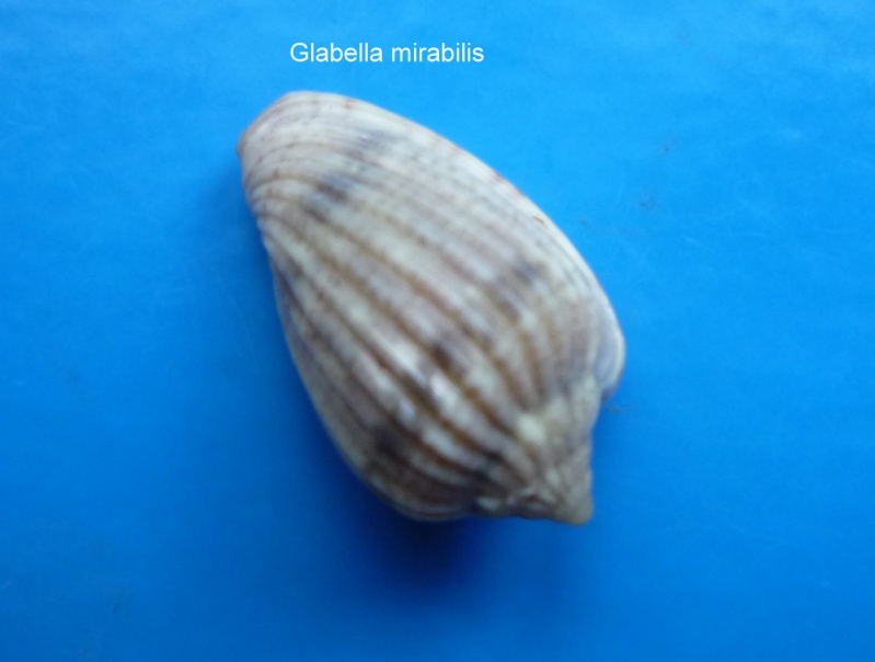 Glabella mirabilis (H. Adams, 1869) Glabel15