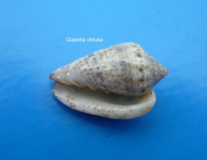 Glabella obtusa (G. B. Sowerby II, 1846) Glabel18