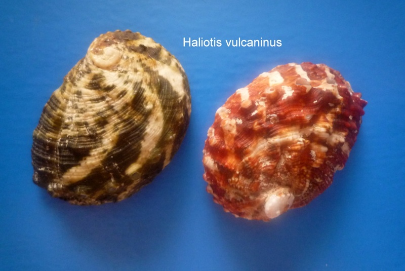 Haliotis ovina volcanius Patamakanthin & Eng, 2002 Haliot36