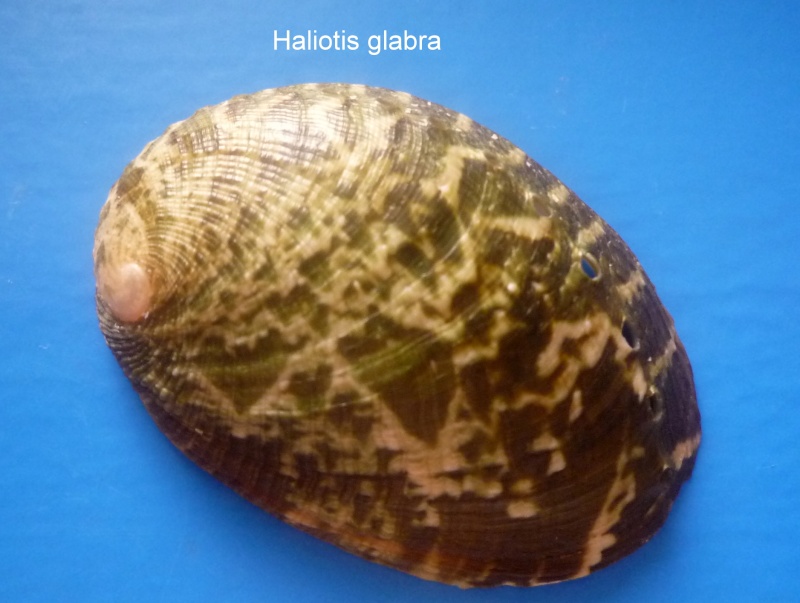 Haliotis glabra Gmelin, 1791 Haliot44