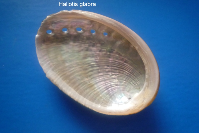 Haliotis glabra Gmelin, 1791 Haliot45