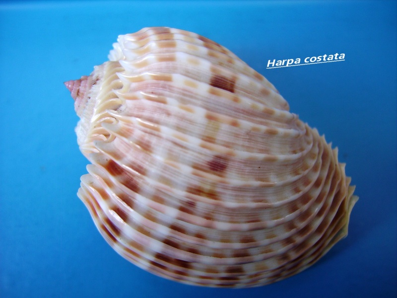 Harpa costata (Linnaeus, 1758) Harpa_30