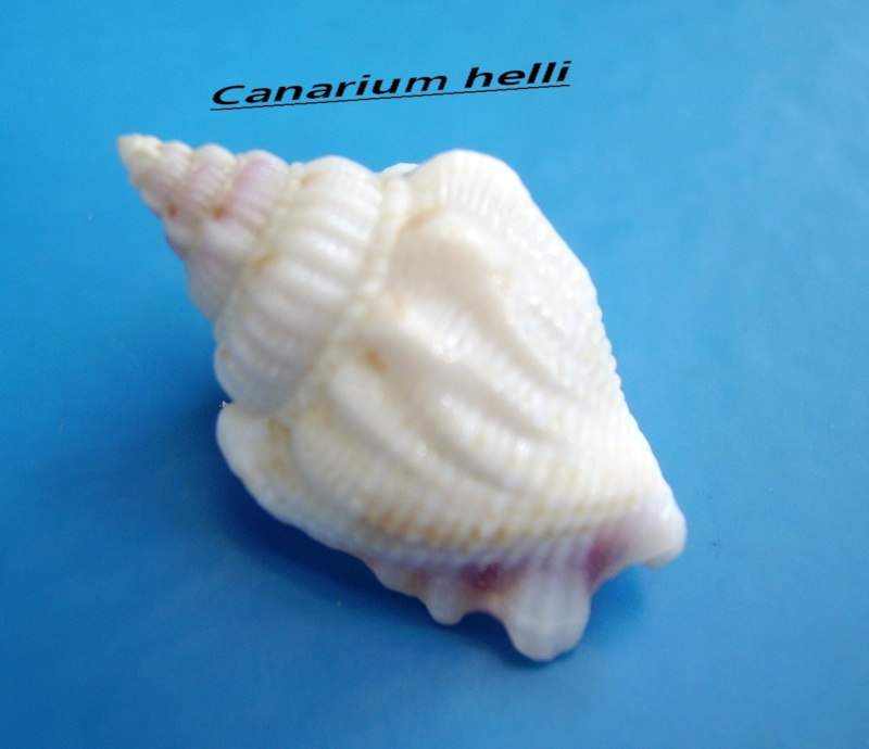 Canarium hellii - (Kiener, 1843) Helli_11
