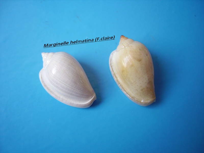 Marginella helmatina Rang, 1832 Helmat17