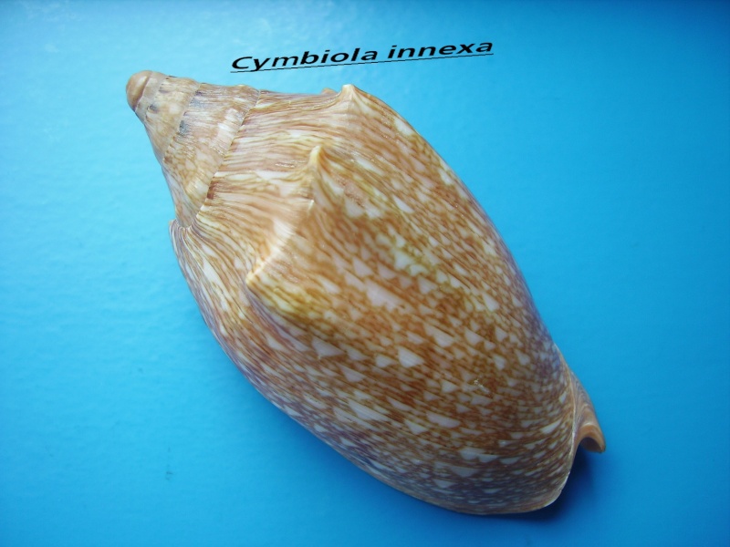 Cymbiola innexa (Reeve, 1849)  Innexa12