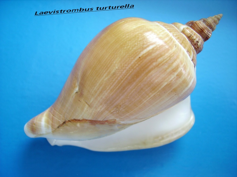 Laevistrombus turturella - (Röding, 1798) Leavis13