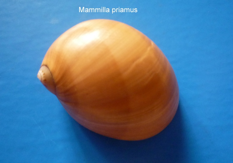 Mammilla priamus (Récluz, 1844) Mammil10