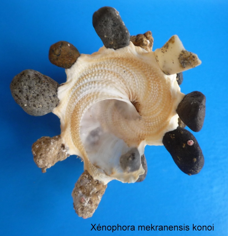 Xenophora mekranensis konoi Habe, 1953 Mekane11