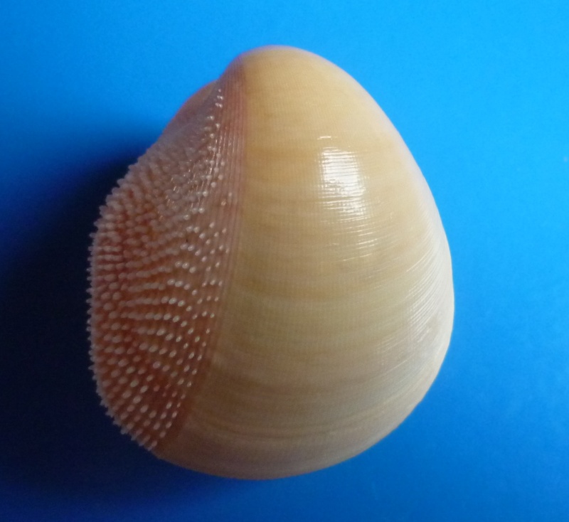 Cardiidae (Nom temporaire) Nemocardium bechei (Reeve, 1847)  Memoca11