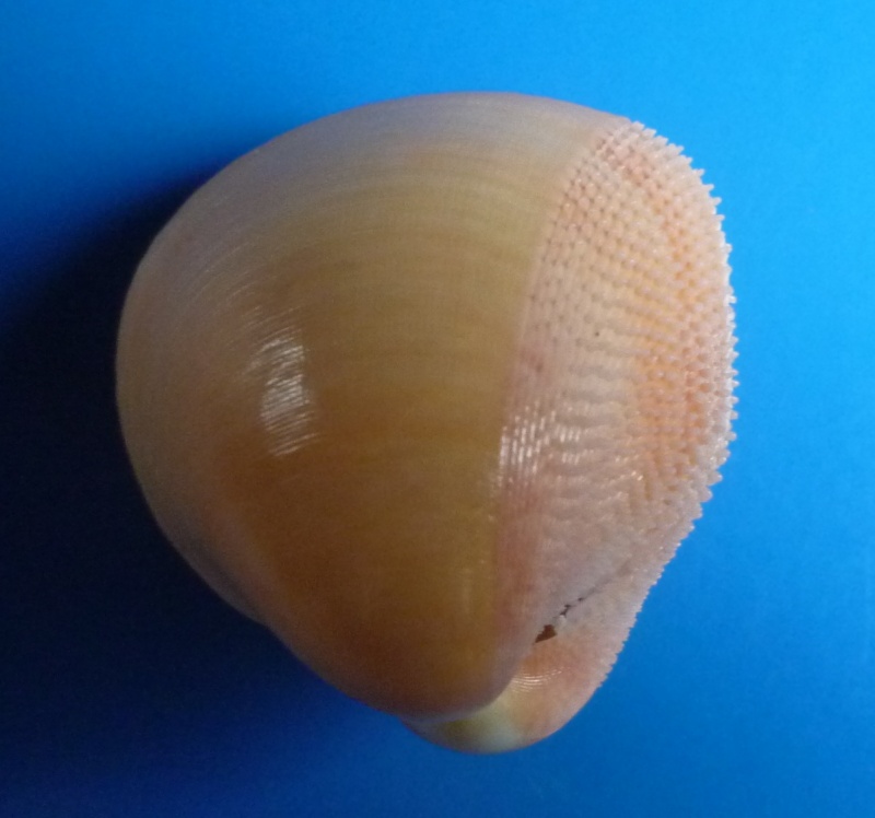 Cardiidae (Nom temporaire) Nemocardium bechei (Reeve, 1847)  Memoca12