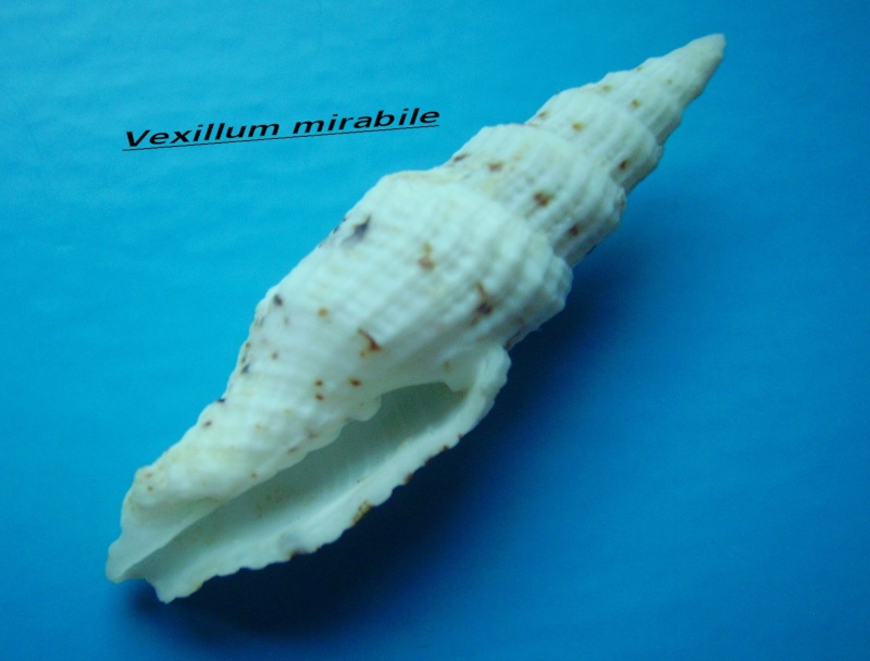 Vexillum mirabile (A. Adams, 1853)  Mirabi10