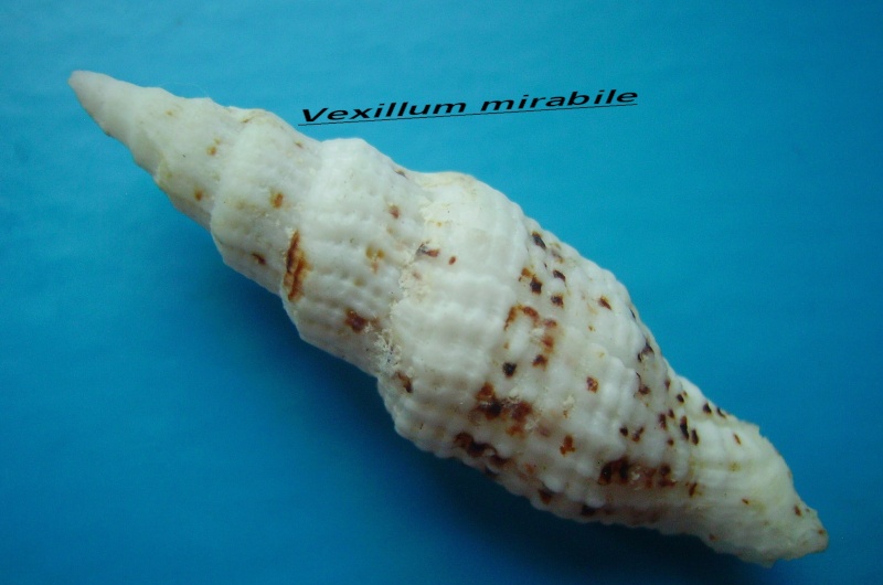 Vexillum mirabile - (A. Adams, 1853) Mirabi11