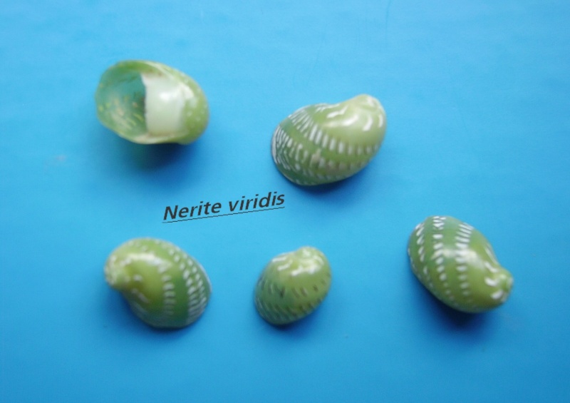 Smaragdia viridis (Linnaeus, 1758) Narite43