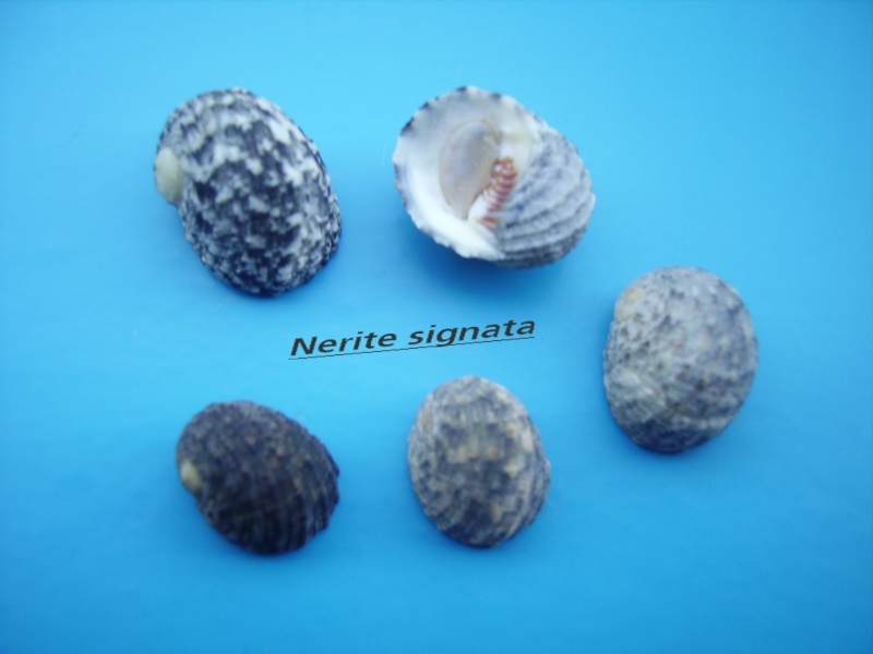 Nerita signata Lamarck, 1822 Narite45