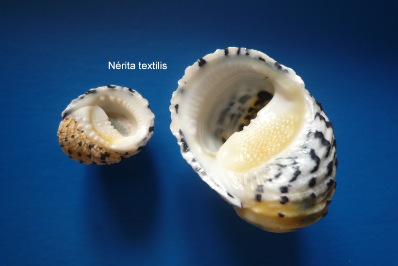 Nerita textilis Gmelin, 1791 Narite49