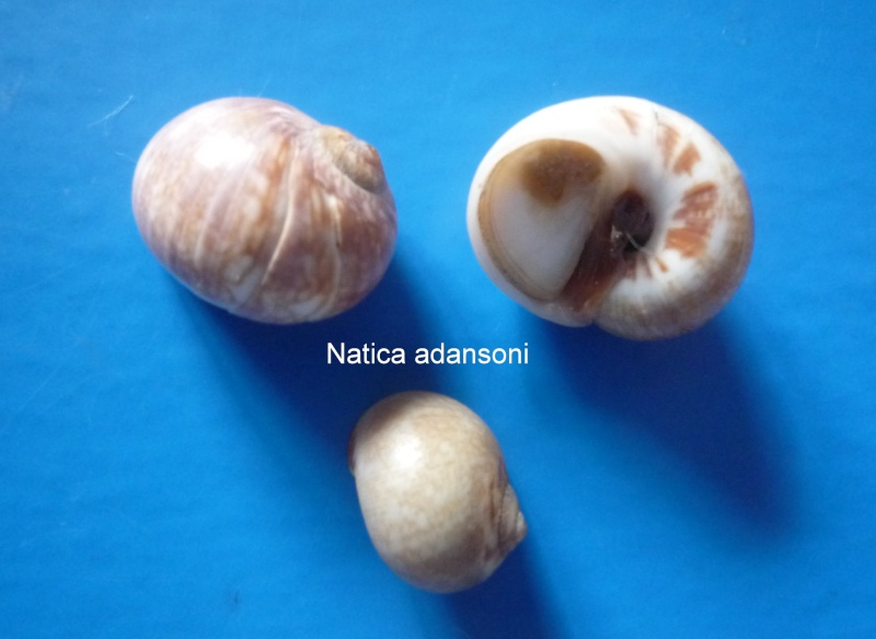 Natica adansoni - Blainville, 1825 Natica11