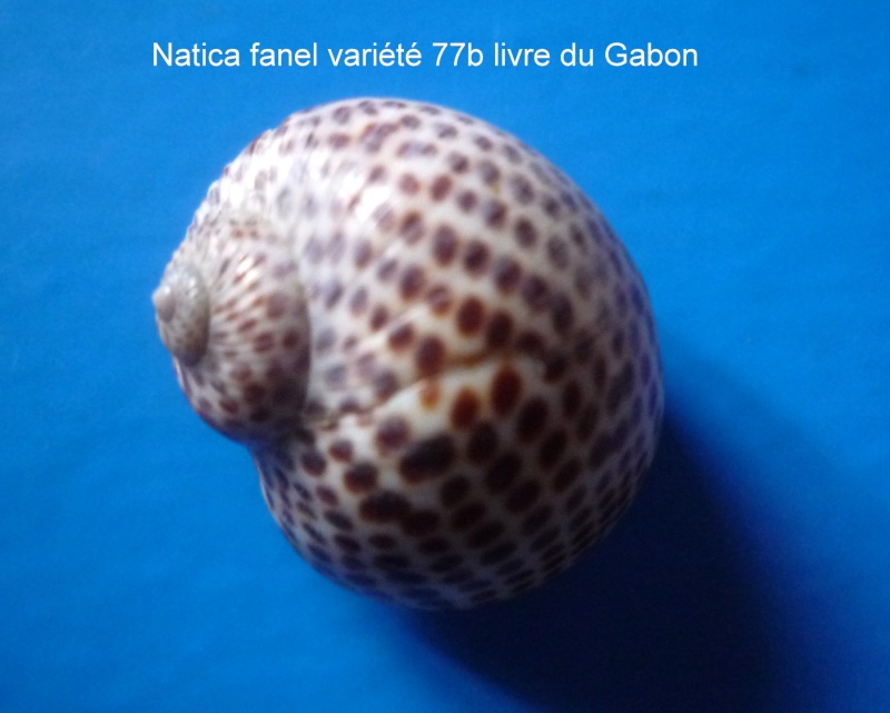 Natica multipunctata - Blainville, 1825 Natica18