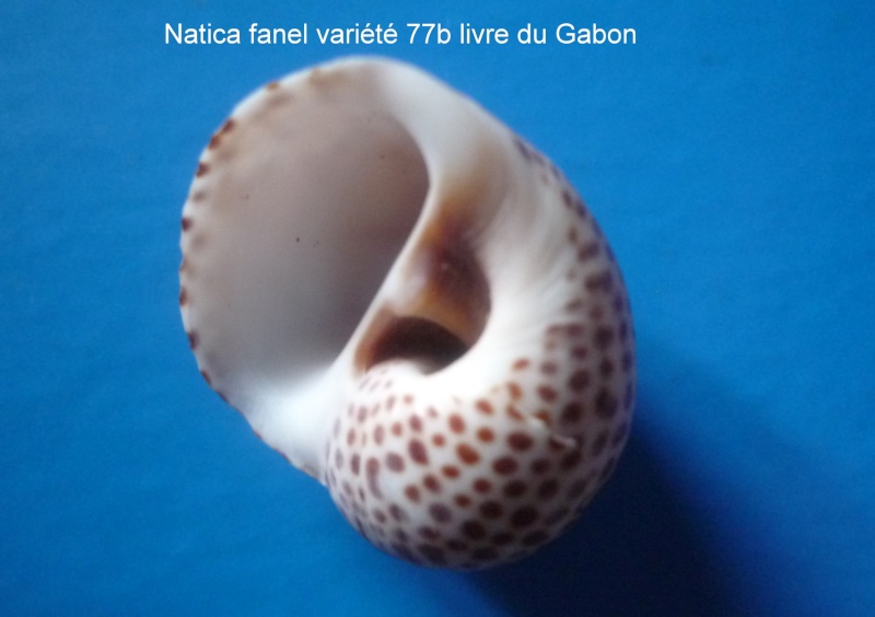 Natica multipunctata - Blainville, 1825 Natica19