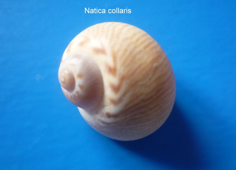 Natica collaria - Lamarck, 1822 Natica21