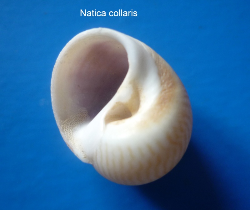 Natica collaria - Lamarck, 1822 Natica22