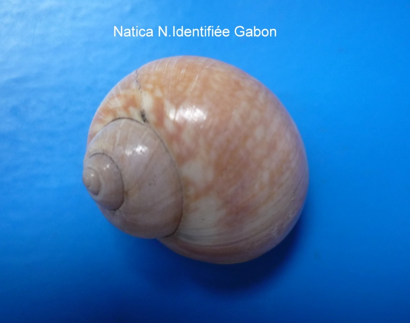 Natica sp. du GABON non identifiées Natica24