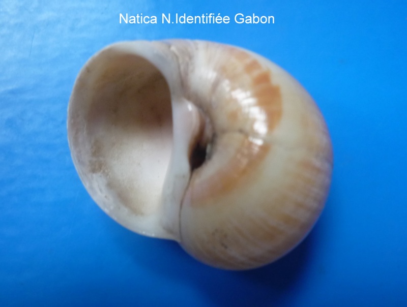 Natica sp. du GABON non identifiées Natica25