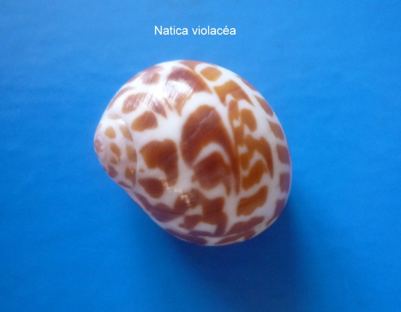 Tectonatica violacea (G. B. Sowerby I, 1825) Natica33