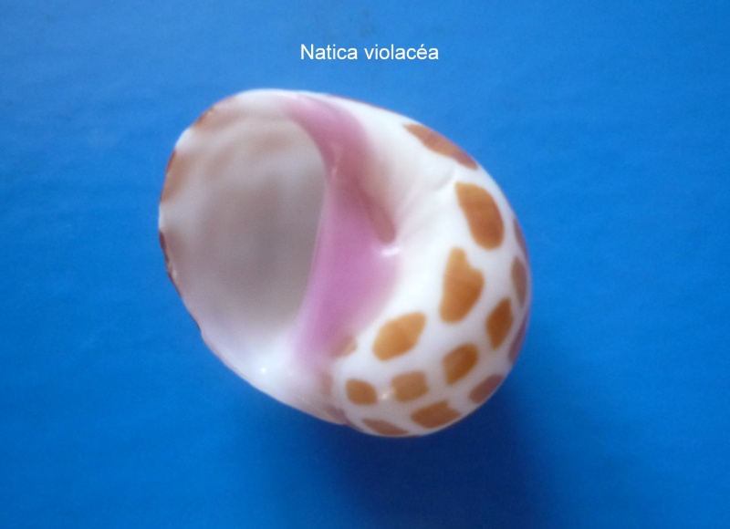 Tectonatica violacea (G. B. Sowerby I, 1825) Natica35