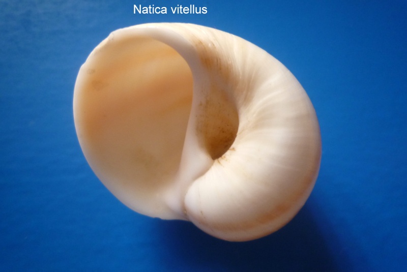 Natica vitellus - (Linnaeus, 1758) Natica39