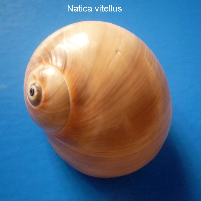 Natica vitellus - (Linnaeus, 1758) Natica40