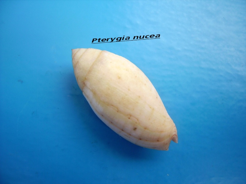 Pterygia nucea (Gmelin, 1791)  Nucaa_10