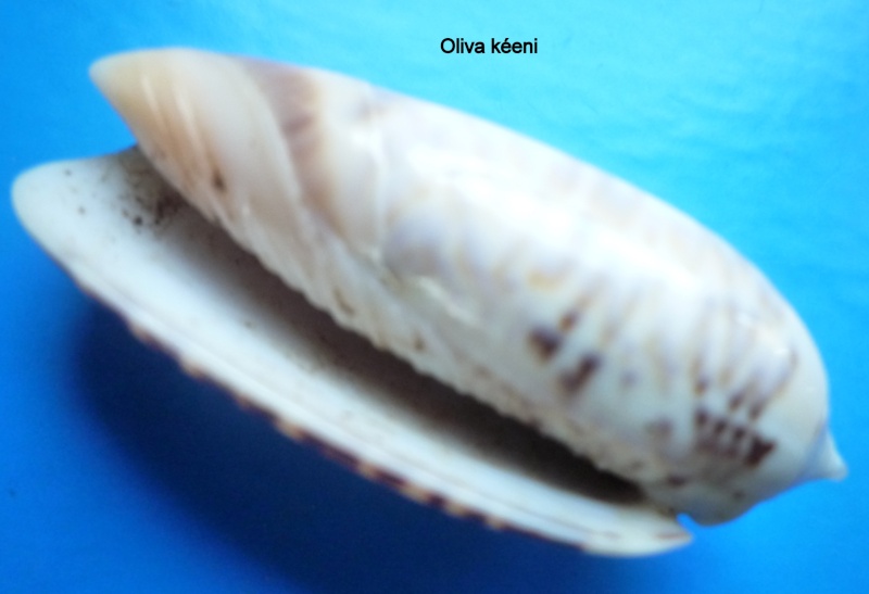 Miniaceoliva irisans irisans (Lamarck, 1811) - Worms = Oliva irisans irisans Lamarck, 1811 Oliva102