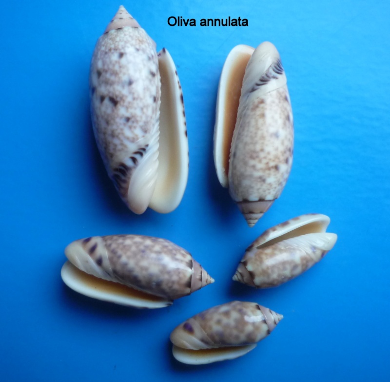 Annulatoliva annulata (Gmelin, 1791) Oliva104