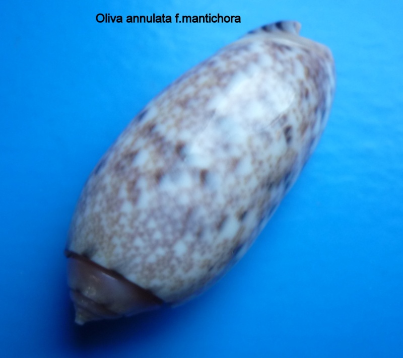Annulatoliva annulata mantichora (Duclos, 1840) voir Annulatoliva mantichora (Duclos, 1840) Oliva108