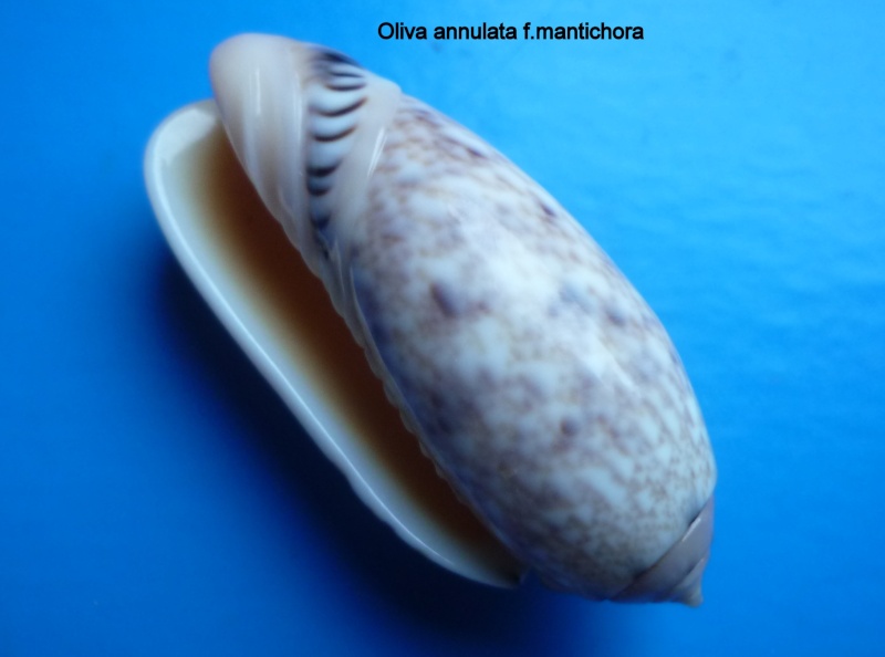 Annulatoliva annulata mantichora (Duclos, 1840) voir Annulatoliva mantichora (Duclos, 1840) Oliva109
