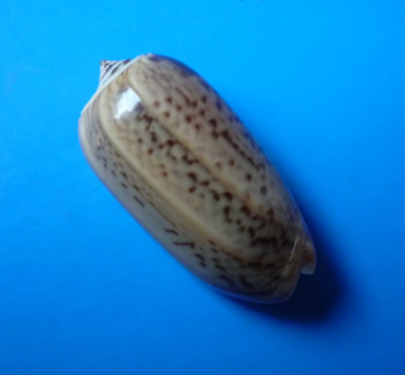 Musteloliva mustelina mustelina (Lamarck, 1811) - Worms = Oliva mustelina mustelina Lamarck, 1811 Oliva11